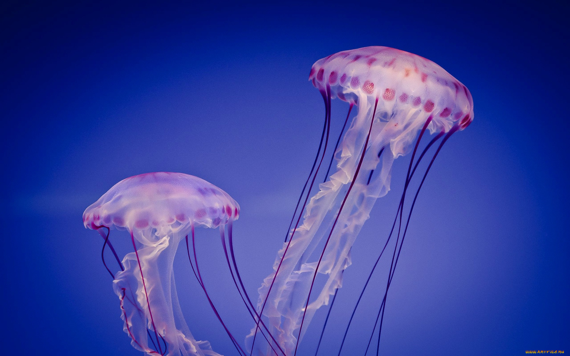 Медуза цена лайф. Кишечнополостные Сцифоидные медузы. Бессмертная медуза Turritopsis. Сцифоидная медуза бентос. Сцифоидные полипы.